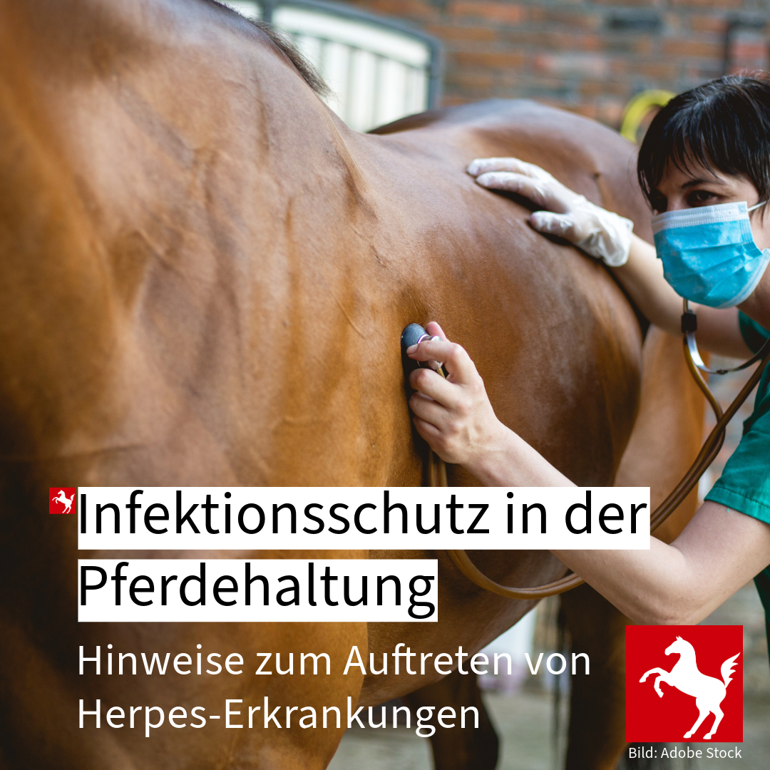 Das Bild zeigt einen Veterinär, der ein Pferd untersucht.